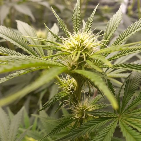 Hoe Bag growlog timeline photo