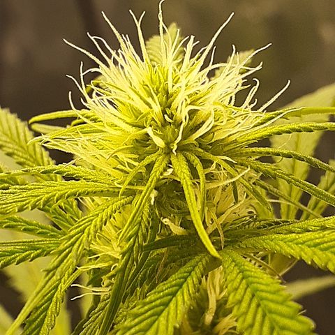 Hoe Bag growlog timeline photo