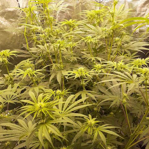 Hoe Bag growlog timeline photo