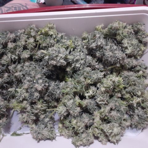 Hoe Bag growlog photo: Dream Catcher 1 & 2