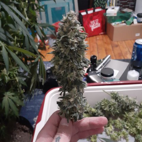 Hoe Bag growlog photo: Dream Catcher 1 & 2