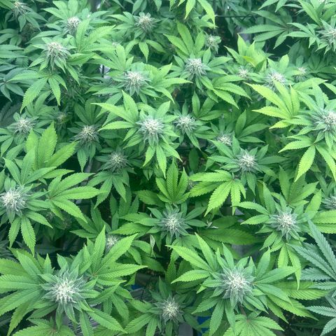 Special Kush 5 growlog timeline photo