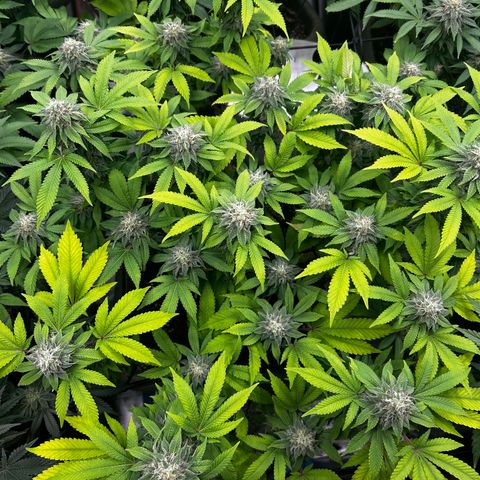 Special Kush 5 growlog timeline photo