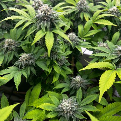 Special Kush 5 growlog timeline photo