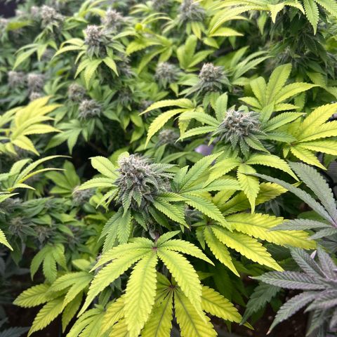 Special Kush 5 growlog timeline photo
