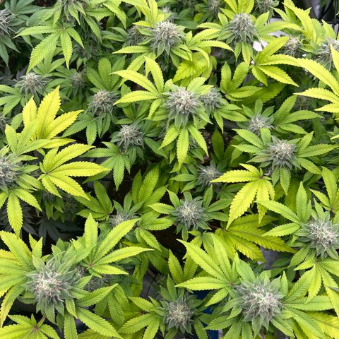 Special Kush 5 growlog timeline photo