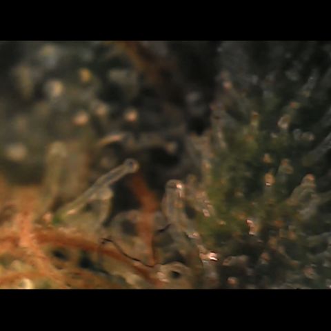 Special Kush 5 growlog photo: Trichome schon vermehrt milchig,
Ein paar bernstein ansätze