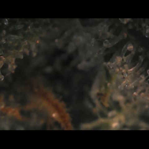 Special Kush 5 growlog photo: Trichome schon vermehrt milchig,
Ein paar bernstein ansätze