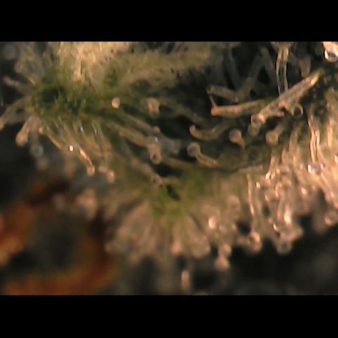 Special Kush 5 growlog photo: Zumeist trüb, wenig durchsichtig