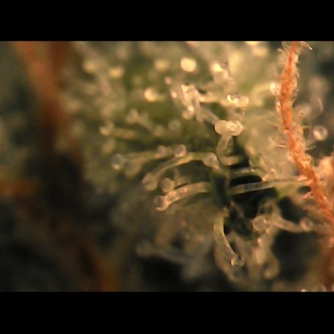 Special Kush 5 growlog photo: Zumeist trüb, wenig durchsichtig