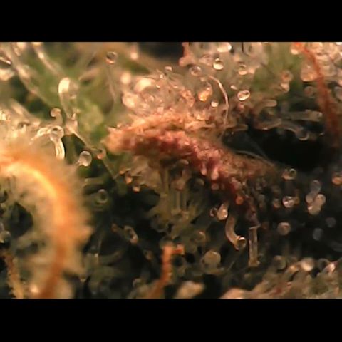 Special Kush 5 growlog photo: Zumeist trüb, wenig durchsichtig