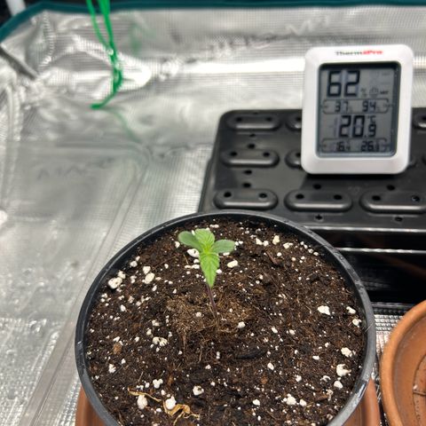 Gorilla Zkittlez growlog timeline photo