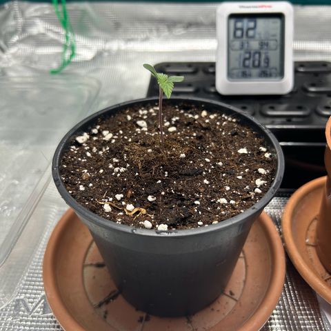 Gorilla Zkittlez growlog timeline photo