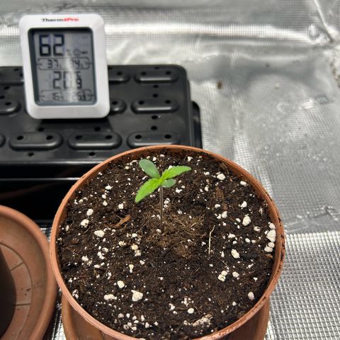 Zombie Kush growlog timeline photo