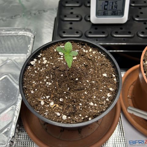 Gorilla Zkittlez growlog timeline photo