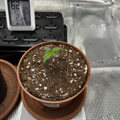 Zombie Kush growlog timeline photo