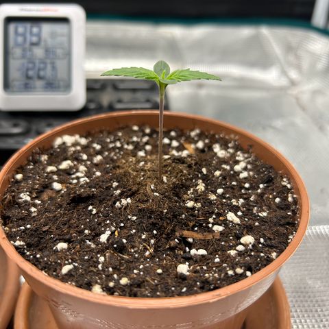Zombie Kush growlog timeline photo
