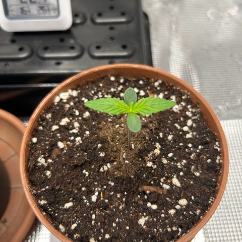 Zombie Kush growlog timeline photo