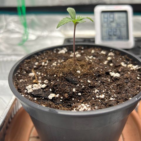 Gorilla Zkittlez growlog timeline photo