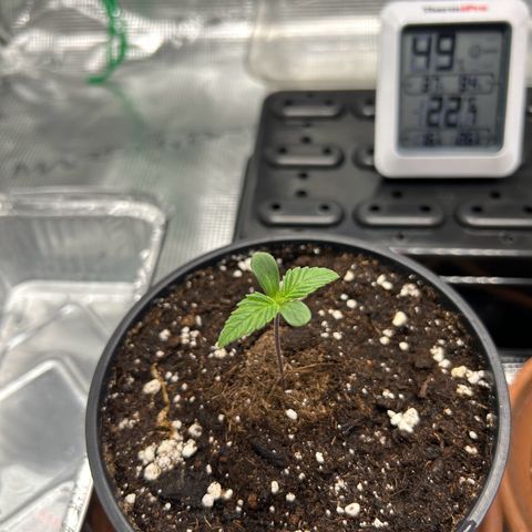 Gorilla Zkittlez growlog timeline photo