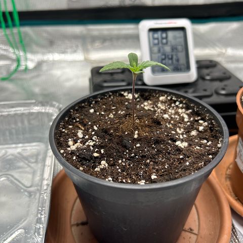 Gorilla Zkittlez growlog timeline photo
