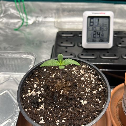 Gorilla Zkittlez growlog timeline photo