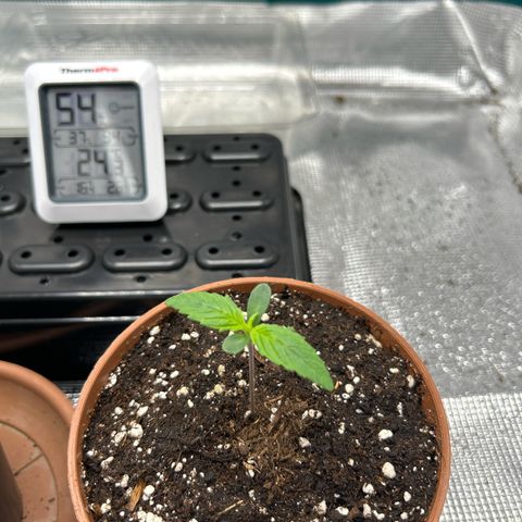Zombie Kush growlog timeline photo