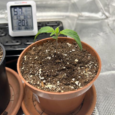 Zombie Kush growlog timeline photo