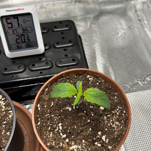 Zombie Kush growlog timeline photo