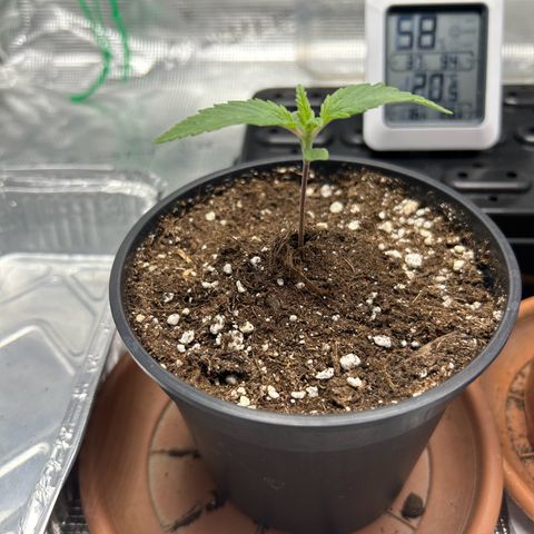 Gorilla Zkittlez growlog timeline photo