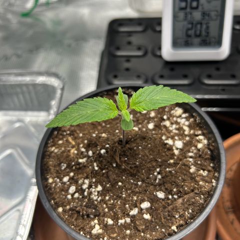 Gorilla Zkittlez growlog timeline photo