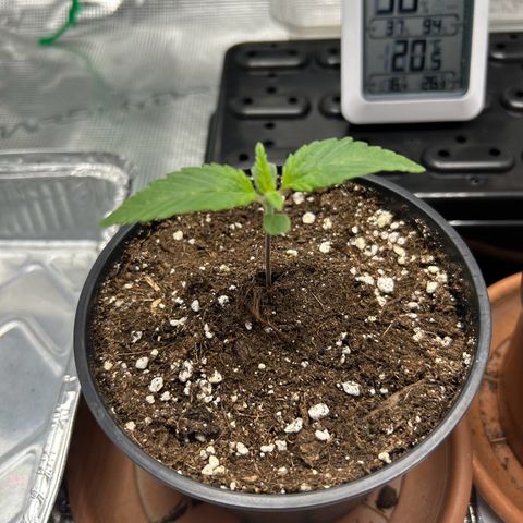 Gorilla Zkittlez growlog timeline photo