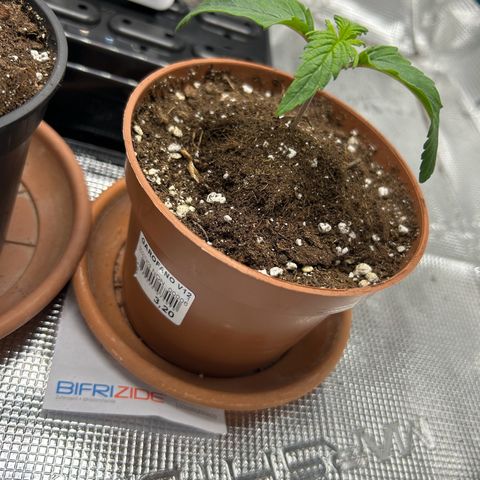Zombie Kush growlog timeline photo