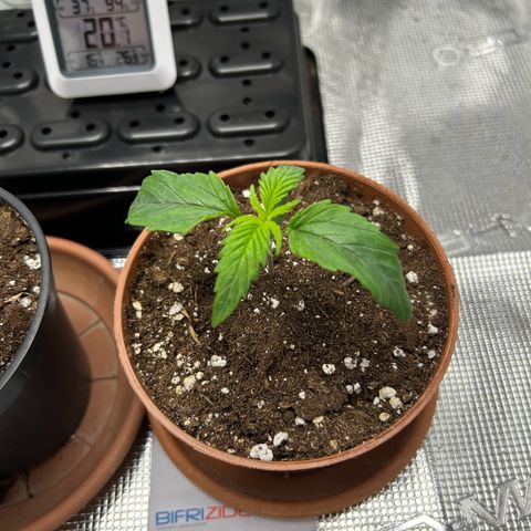 Zombie Kush growlog timeline photo