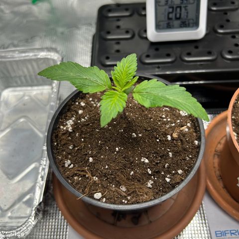 Gorilla Zkittlez growlog timeline photo