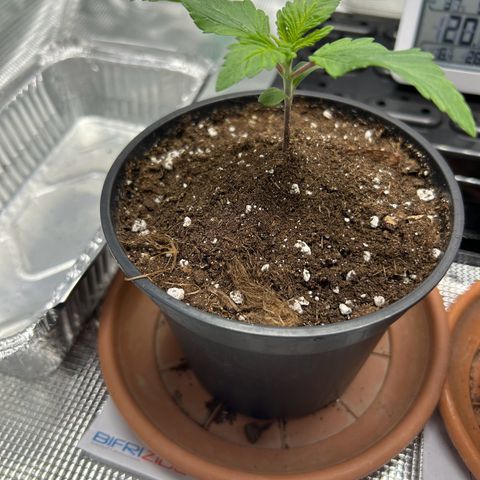 Gorilla Zkittlez growlog timeline photo