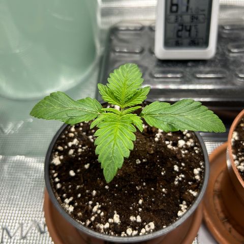Gorilla Zkittlez growlog timeline photo