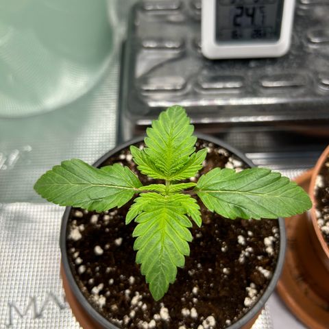Gorilla Zkittlez growlog timeline photo