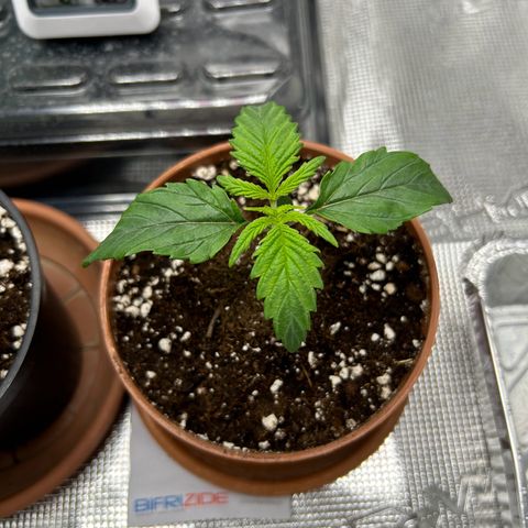 Zombie Kush growlog timeline photo