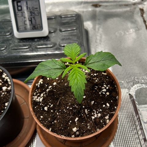 Zombie Kush growlog timeline photo