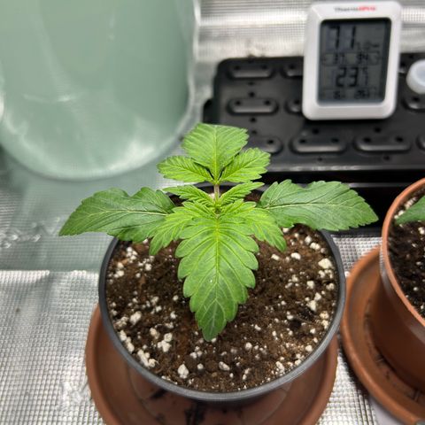 Gorilla Zkittlez growlog timeline photo