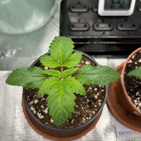 Gorilla Zkittlez growlog timeline photo