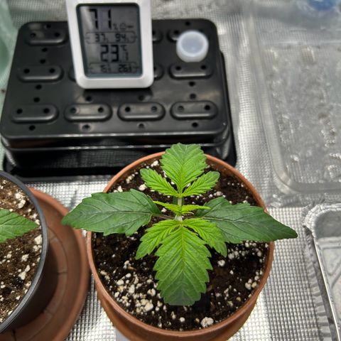 Zombie Kush growlog timeline photo