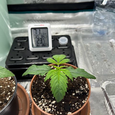 Zombie Kush growlog timeline photo