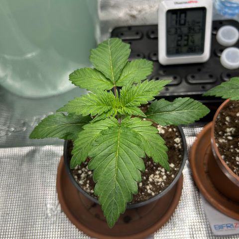Gorilla Zkittlez growlog timeline photo