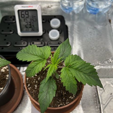 Zombie Kush growlog timeline photo