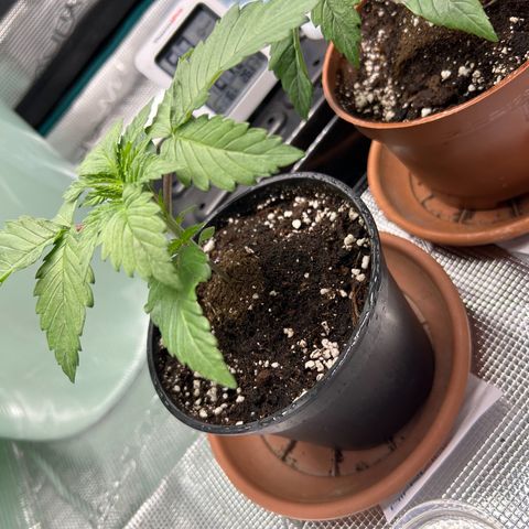 Gorilla Zkittlez growlog timeline photo