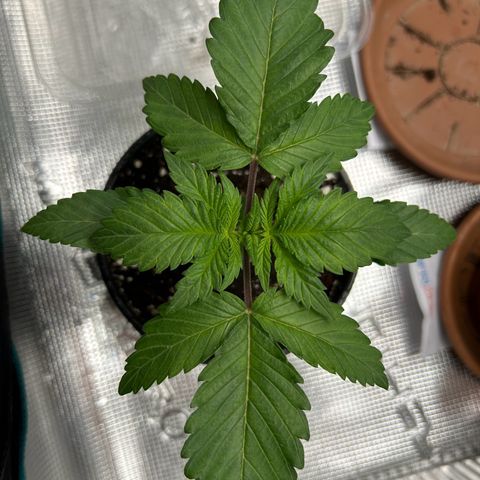 Gorilla Zkittlez growlog timeline photo