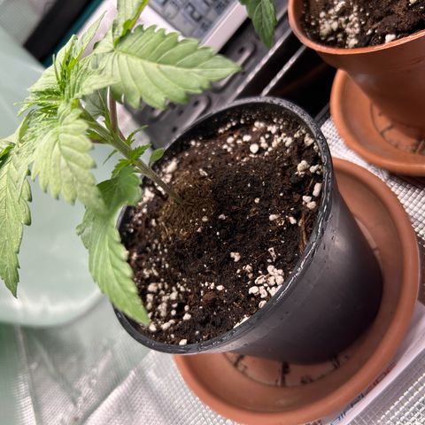 Gorilla Zkittlez growlog timeline photo