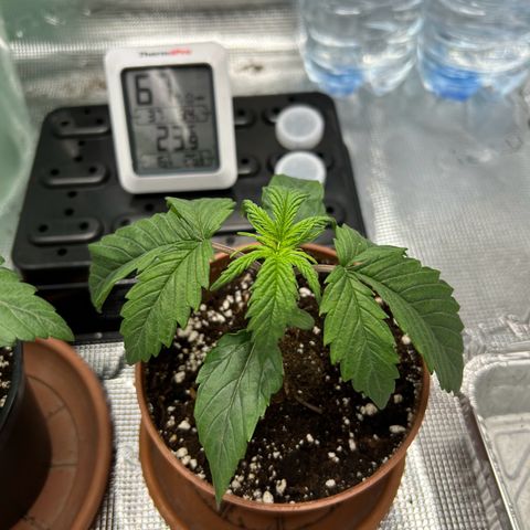 Zombie Kush growlog timeline photo